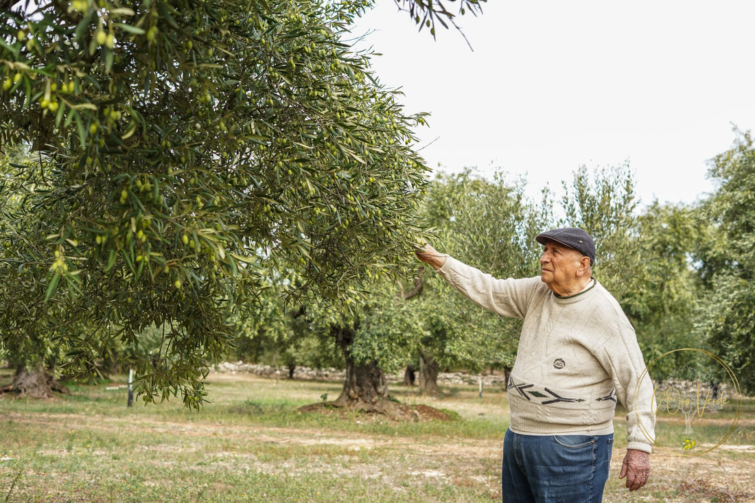 Puglia - het landschap achter L'oro Verde di Puglia olijfolie