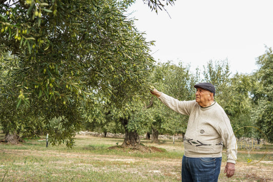 Puglia - het landschap achter L'oro Verde di Puglia olijfolie